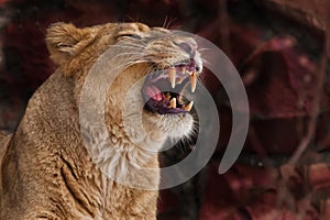 A lioness growls, baring her teeth - the face of a lioness close up on a dark red background, an predatory lioness