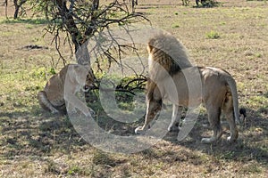 Lioness growls at male lion after mating