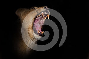 Lioness growls, rather yawns, opening a huge fanged mouth on a black background