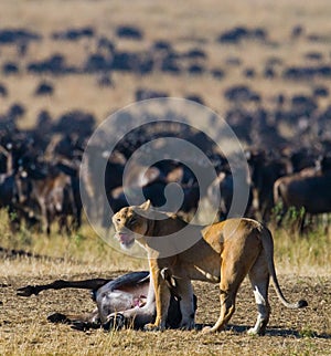 Lioness had just killed a wildebeest. Kenya. Tanzania. Maasai Mara. Serengeti.