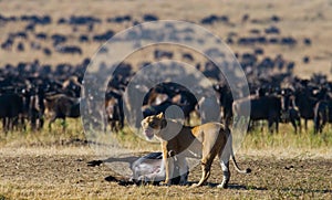 Lioness had just killed a wildebeest. Kenya. Tanzania. Maasai Mara. Serengeti.