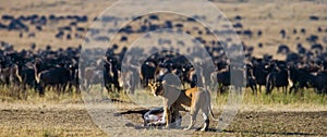 Lioness had just killed a wildebeest. Kenya. Tanzania. Maasai Mara. Serengeti. photo