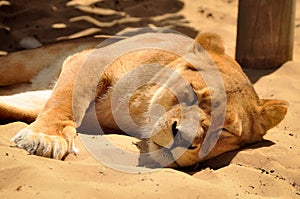 Lioness having a Nap in the Sand