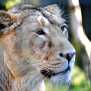 Lioness head close up