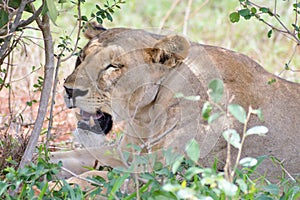 Lioness head lying under a tree