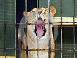 Lioness head in the zoo close-up. Young lioness yawns