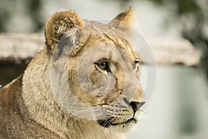 Lioness, headshot