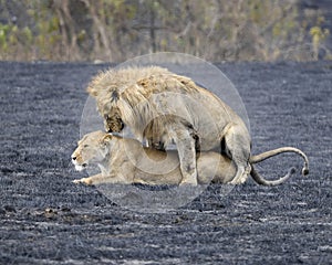 Lioness in heat and Lion mating in the Ngorongoro Crater