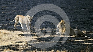 Lioness in heat and Lion in the Ngorongoro Crater