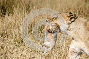 LIoness with her 1 week cub