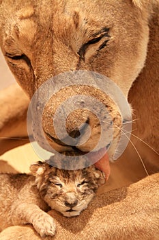 Lioness with her baby