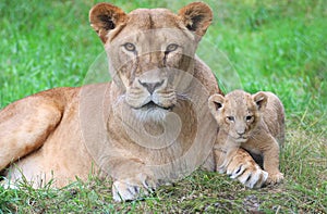 Lioness and her cub