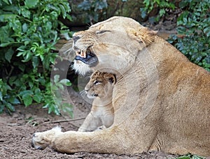 A lioness and her cub