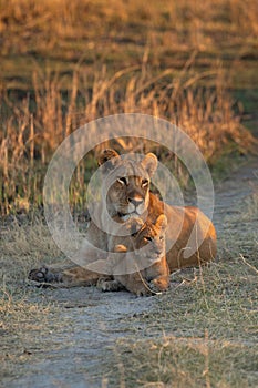 Lioness and her cub in afternoon light.