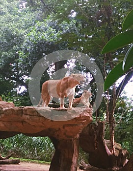 lioness and her cub at the bandung zoo