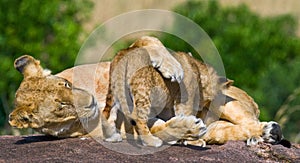 Lioness and her cub on a big rock. National Park. Kenya. Tanzania. Masai Mara. Serengeti.