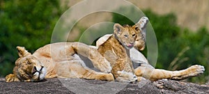 Lioness and her cub on a big rock. National Park. Kenya. Tanzania. Masai Mara. Serengeti.