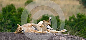 Lioness and her cub on a big rock. National Park. Kenya. Tanzania. Masai Mara. Serengeti.
