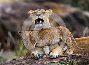 Lioness and her cub on a big rock. National Park. Kenya. Tanzania. Masai Mara. Serengeti.