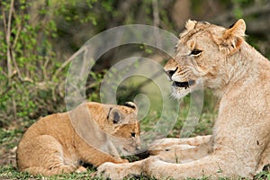 Lioness and her cub, Masai Mara