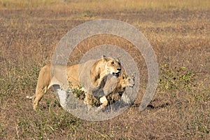 A Lioness and her cub in Mikumi National Park, Tanzania, East Africa