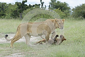 Lioness with her cub playing