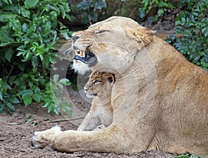 A lioness and her cub photo