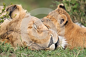 Lioness and her cub resting, Masai Mara