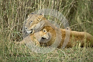 Lioness and her cub, Serengeti National Park,