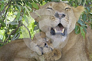 Lioness with her cub in shrubs