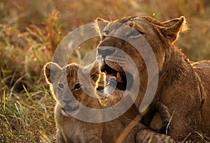 Lioness with her cub during sunset at Masai Mara