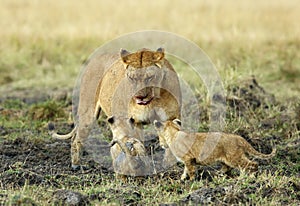 Lioness with her cubs