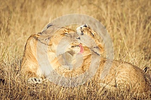 Lioness with her cubs