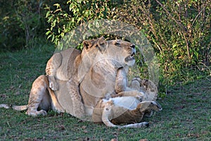 Lioness with Her Cubs