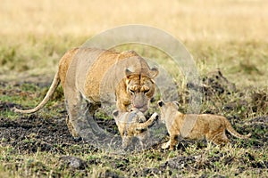 Lioness with her cubs, Masai Mara