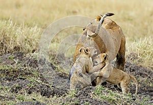 Lioness and her cubs in Masai Mara