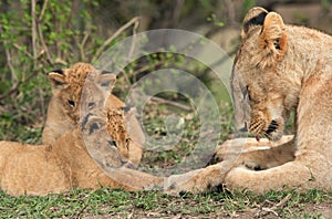 Lioness and her cubs,  Masai Mara