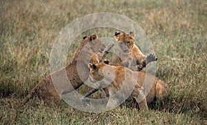 Lioness and her cubs playing with each other in savannah. National Park. Kenya. Tanzania. Masai Mara. Serengeti.