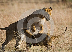 Lioness and her cubs playing with each other in savannah. National Park. Kenya. Tanzania. Masai Mara. Serengeti.