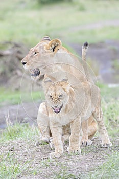 Lioness with her cubs playing on savannah, Maasai Mara, Kenya