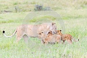 Lioness with her cubs  on savannah, Maasai Mara, Kenya