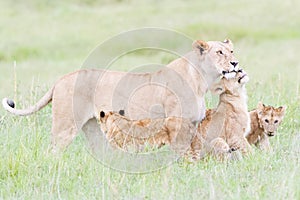 Lioness with her cubs  on savannah, Maasai Mara, Kenya