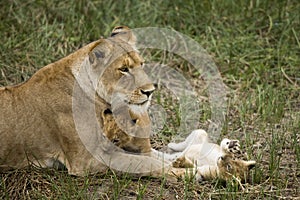 Lioness and her cubs in Serengeti, Tanzania