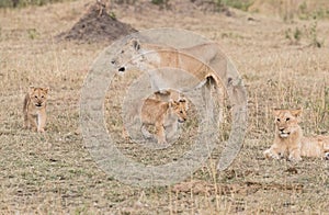 Lioness with her Family