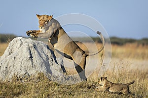 Lioness and her lion cub jumping on a large termite mound in morning light in Savuti in Botswana