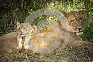 Lioness and her lion cub lying on her back in Savuti Botswana