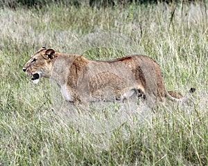 Lioness with her Simba Cub in Serengeti grasses