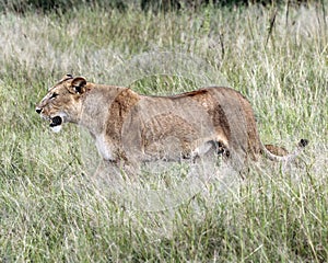 Lioness with her Simba Cub in Serengeti grasses photo