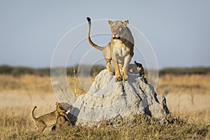 Lioness and her three cubs sitting on a termite mound in morning sunlight in Savuti in Botswana