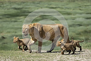 Lioness and her three lion cubs walking together in sunshine in Ndutu Tanzania